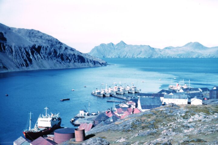 La costa della Georgia del Sud
